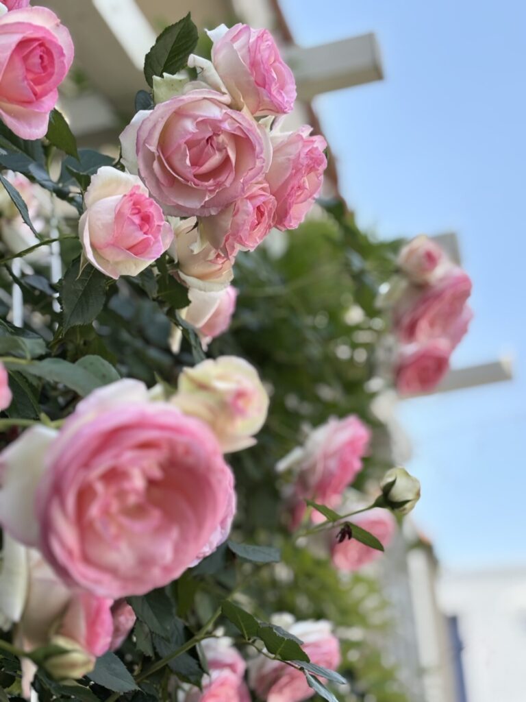 ５月３１日は学会出張のため、皮膚科は休診と致します。ご迷惑をおかけしますが、ご理解のほどをよろしくお願いいたします。